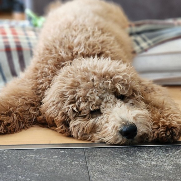 Meet your Posher, Sarah - Picture 1 of 1